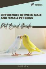 Differences between male and female pet birds af Anatolii Ahryr