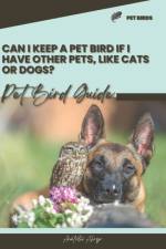 Can I keep a pet bird if I have other pets, like cats or dogs? af Anatolii Ahryr