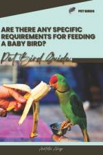 Are there any specific requirements for feeding a baby bird? af Anatolii Ahryr