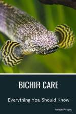 Bichir Care af Roman Pirogov