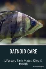 Datnoid Care af Roman Pirogov