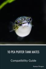 10 Pea Puffer Tank Mates af Roman Pirogov