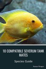 10 Compatible Severum Tank Mates af Roman Pirogov