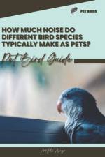 How much noise do different bird species typically make as pets? af Anatolii Ahryr