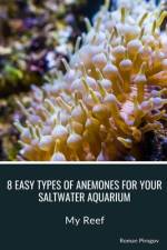 8 Easy Types of Anemones for Your Saltwater Aquarium af Roman Pirogov