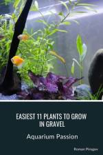 Easiest 11 Plants to Grow in Gravel af Roman Pirogov