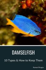 Damselfish af Roman Pirogov