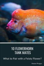 10 Flowerhorn Tank Mates af Roman Pirogov