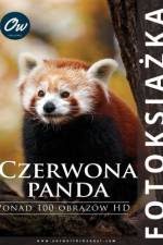 Czerwona panda af A Arelt