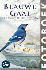 Blauwe Gaai af A Arelt