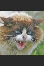 Le Chat: Histoire de gens ordinaire af Sophie Thérèse Hautenauve