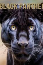 Black Panther af Isla Vane