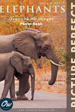 Elephants af A Arelt