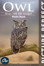 Owl af A Arelt