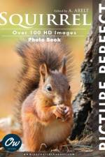 Squirrel af A Arelt