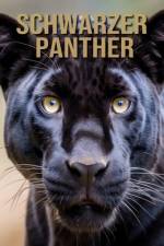 Schwarzer Panther af Isla Vane