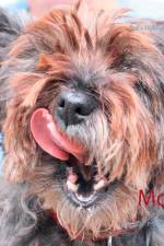 Molli