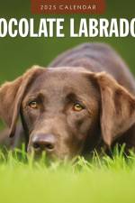 Chocolate Labradors 2025 Square Wall Calendar af Red Robin