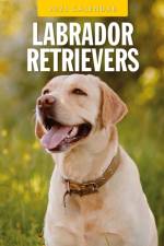 Labrador Retrievers 2025 Square Wall Calendar af Red Robin