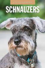 Schnauzer 2025 Square Wall Calendar af Red Robin