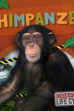 Chimpanzee