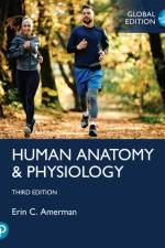 Human Anatomy & Physiology, Global Edition af Erin Amerman