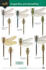 Dragonflies and damselflies af Rebecca Farley-Brown
