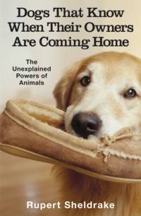 Dogs That Know When Their Owners Are Coming Home av Rupert Sheldrake